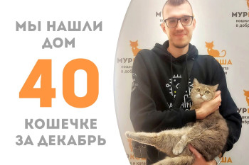 Годовалая кошечка Тимонишна за месяц в приюте нашла своего человека!
