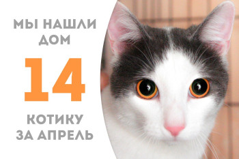 Котик Томиус отправился домой спустя всего три недели! 