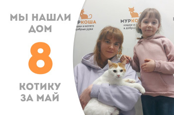Котик Триумф двух с половиной лет вновь нашёл домашнее счастье! 
