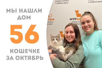 Годовалая кошечка Тухи, проведя менее двух месяцев в приюте, утарахтела домой!