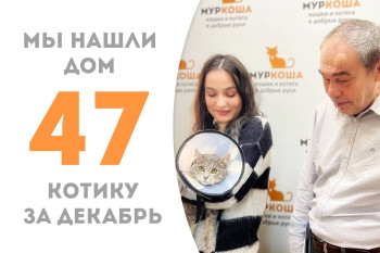 Семимесячный котёнок Тяпочка будет встречать Новый год дома, в кругу семьи!