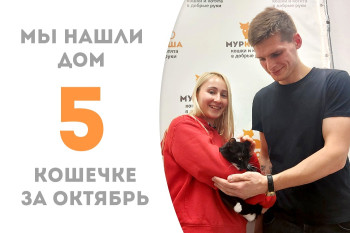 Трёхлетняя кошечка Ваканда уехала покорять домашние просторы!