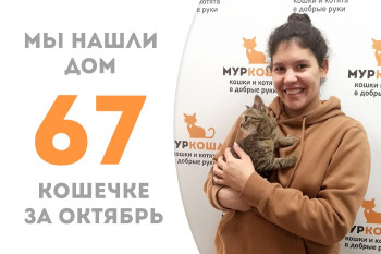 Малышка Ванила стала домашней кошечкой, проведя менее двух месяцев в приюте! 