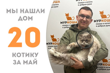 Трёхлетний котик Вил нашёл новый дом за полтора месяца! 