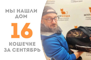 Годовалая кошечка Юстасия, спасённая с дач, встретила своего человека! 