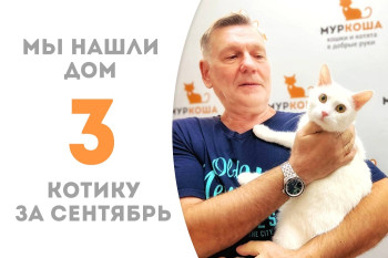 Годовалый котик Жемчуг нашёл своего человека за два с половиной месяца в приюте!