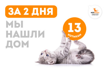 За прошедшие выходные мы нашли новые семьи ещё для 13 котиков