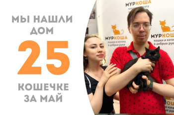 Кошечка Анчутка стала домашней и любимой!