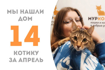 Котик Арктик стал домашним!
