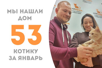 Чуть более трёх месяцев понадобилось котику Барссу в приюте, чтобы стать домашним!