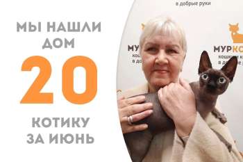 Котик Баттерс нашёл свою семью за две недели!