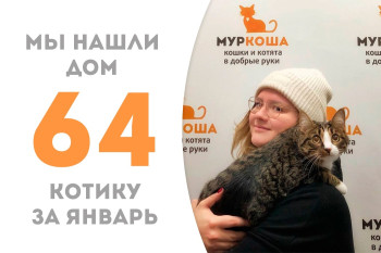 Котик Беляшик, пробыв в приюте два месяца, встретил надёжную хозяйку и уехал в новый дом!