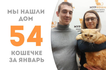 Десятилетняя кошечка Бора-Бора обрела заботливую семью!