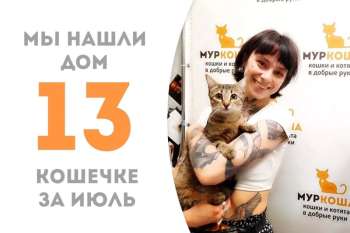 Кошечка Брэфа встреча свою хозяйку!