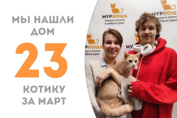 Одиннадцатимесячный котик Брикс отправился в семью к нашей выпускнице Льдинии!