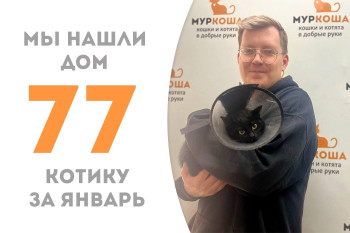 Восьмимесячный котёнок Чаплин отправился в домашнюю жизнь!
