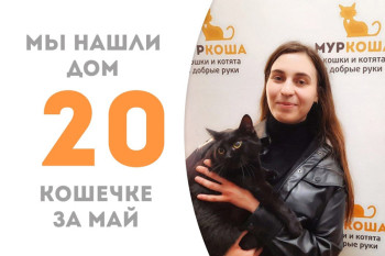 Трехлетняя кошечка Чернуха встретила добрую хозяйку и стала по-настоящему домашней!