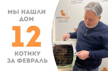 Котик Честерфилд начинает жизнь с чистого листа!