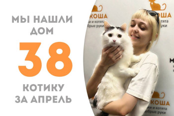 Котик Чизи стал домашним, его мечта осуществилась!