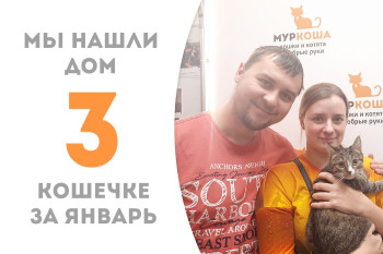 Третья счастливица января – семимесячная кошечка Дафнис отправилась домой!