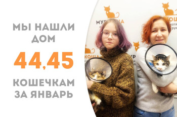 Юные кошечки Дасти и Кнопочка вслед за братьями покинули приют в январе и уехали домой вместе!