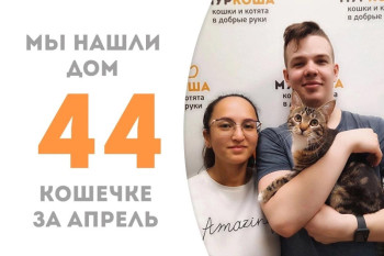 Кошечка Дайкири стала домашней за два месяца!