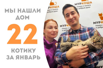 Годовалый котик Диппер стал домашним любимчиком!