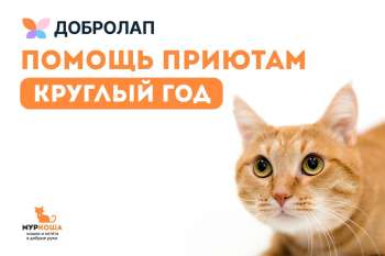 О проекте «Добролап: помогаем круглый год»