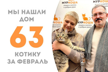 Котик Дюспо получил второй шанс на домашнее счастье!