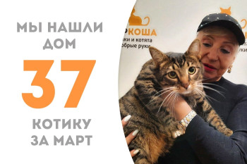 Зеленоглазый полосатик Джек Дениелс нашёл дом!