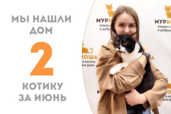 У котика Джипса появилась надёжная семья!