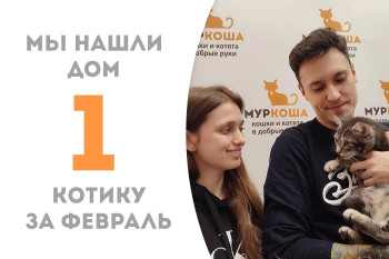 Котенок Джоки вытянул свой счастливый билет домой!