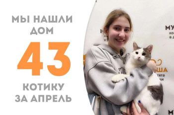 Котик Джокс уехал домой с новой хозяйкой!