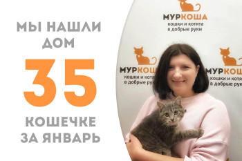 Котёнок Джулис стала домашней, пробыв три месяца в приюте!