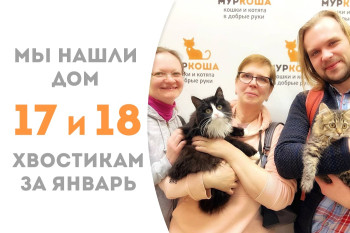 Котята Федерико и Форелька, проведя месяц с небольшим в приюте, уехали жить в одну семью!