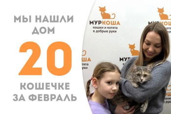 Кошечка Фиалка стала домашней любимицей!