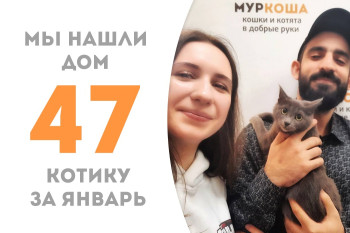 Котик Флавер за два с половиной месяца в приюте стал домашним!