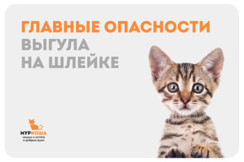 Главные опасности выгула на шлейке