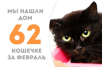 У кошечки Галюньки появились дом и семья!