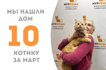 Двухлетний котик Гендель стал домашним меньше, чем за два месяца!