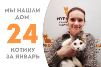 Восьмимесячный котик Германчик запрыгнул на руки к будущей хозяйке и покорил её сердце!