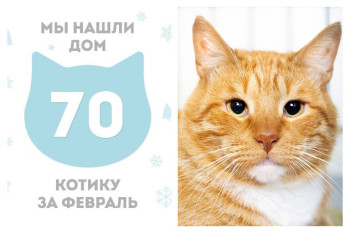 Кот Лёшенька вытянул счастливый билет домой!