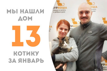 Котёнок Холсик накануне Рождества нашёл свою семью и дом, проведя менее двух месяцев в приюте!