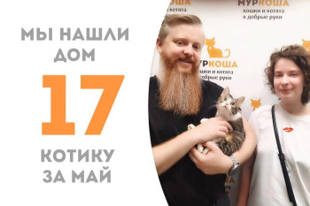 Котик Клинт начинает счастливую жизнь дома!