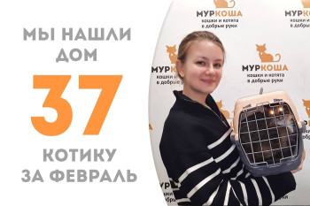 Котик Копа отправился домой!