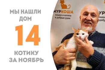 Кот Учёный за три с небольшим месяца становится домашним!