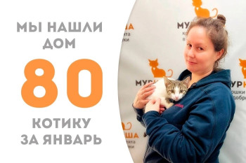 Котёнок Крафт стал домашним за два месяца!