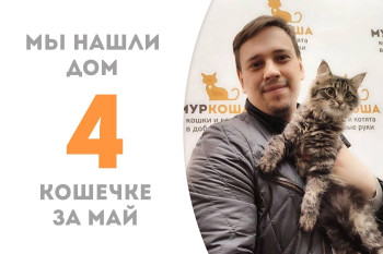 Кошечка Куропатка стала домашней любимицей!