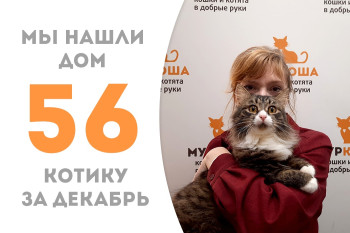 Котик Лаф, пробыв менее двух месяцев в приюте, обрёл хозяйку в лице куратора накануне Нового года!