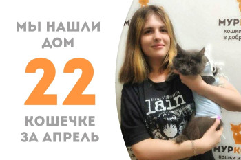 У кошечки Лафонтены появилась чудесная хозяйка!